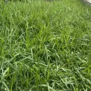 Grama Japonesa